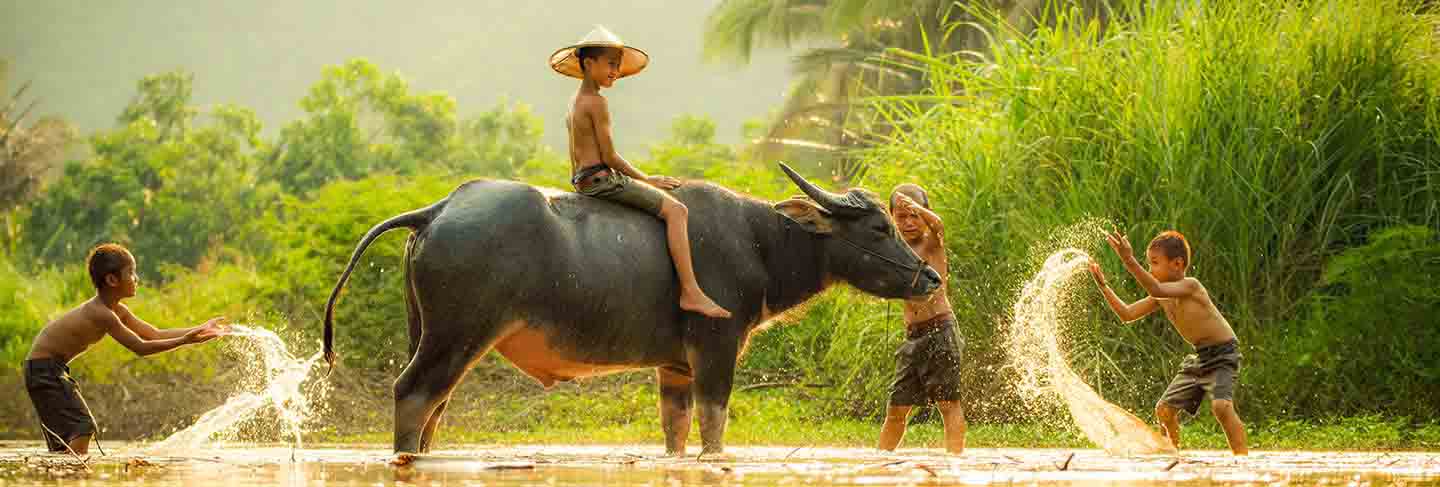 The boys friend happy funny playing water and animal buffalo water on river