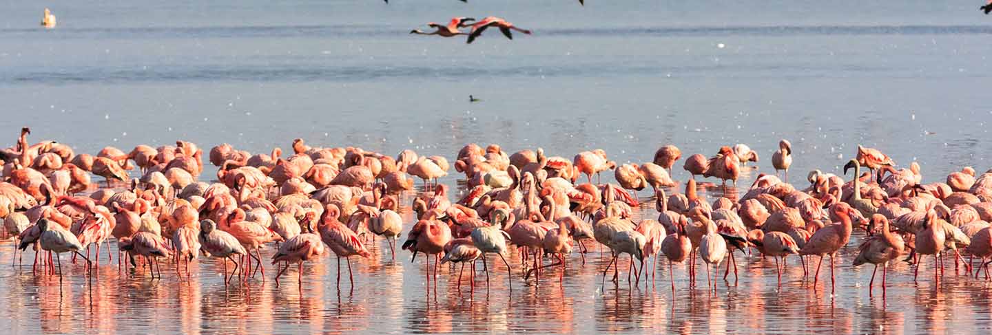 Flamingos from nakuru. kenya