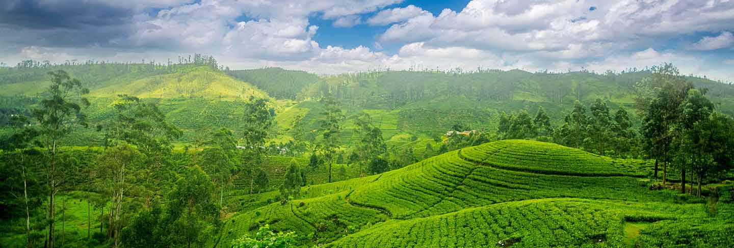 Sri lanka tea estates at nuwara eliya