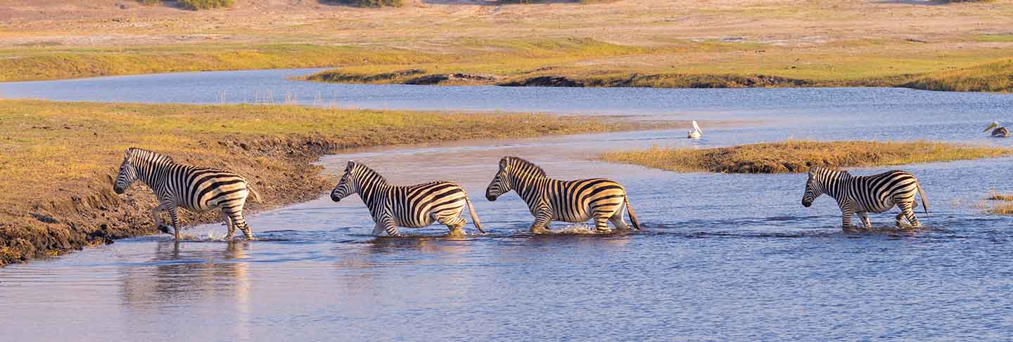 Zebras crossing chobe river