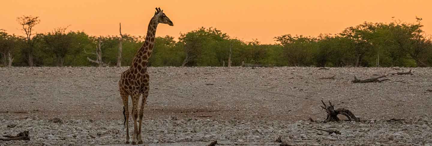 Giraffe eating tiny green acacia leaves in okaukuejo, etosha national park