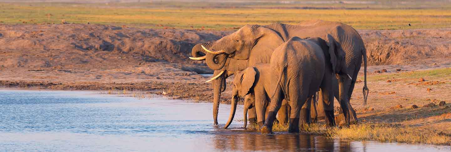 Group of african elephants drinking water from chobe river at sunset. wildlife safari and boat cruise in the chobe national park