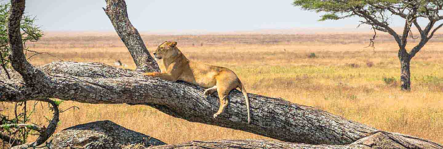 Lioness resting on a tree, at serengeti national park, tanzania