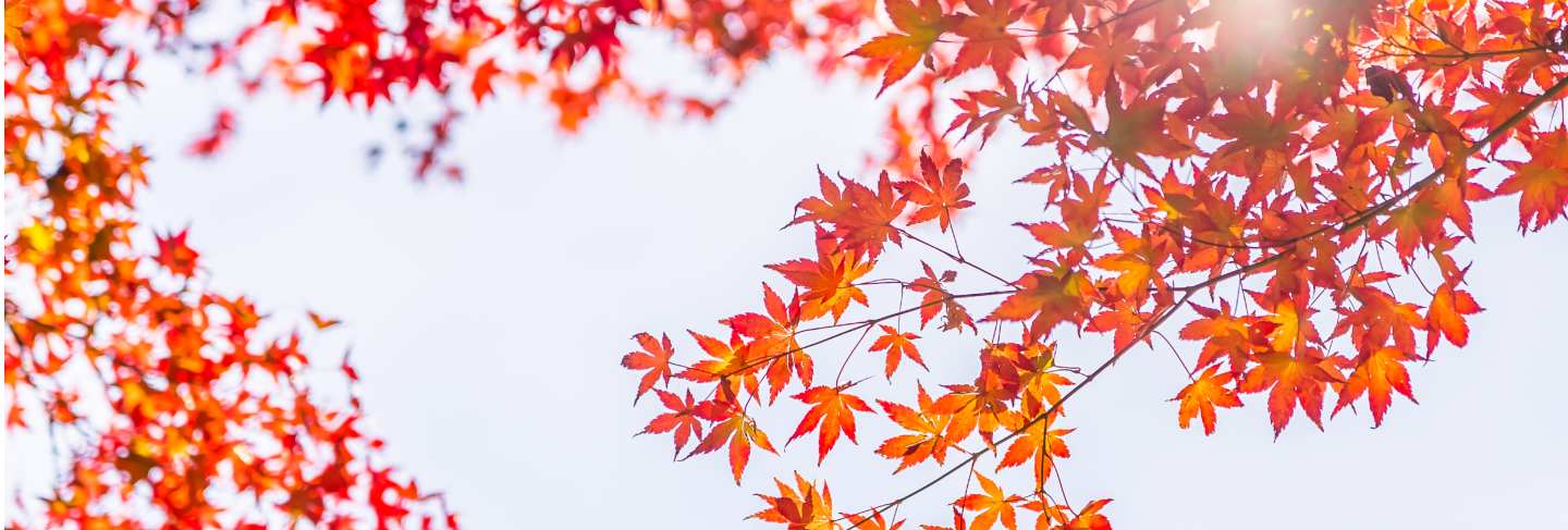 Beautiful red and green maple leaf on tree