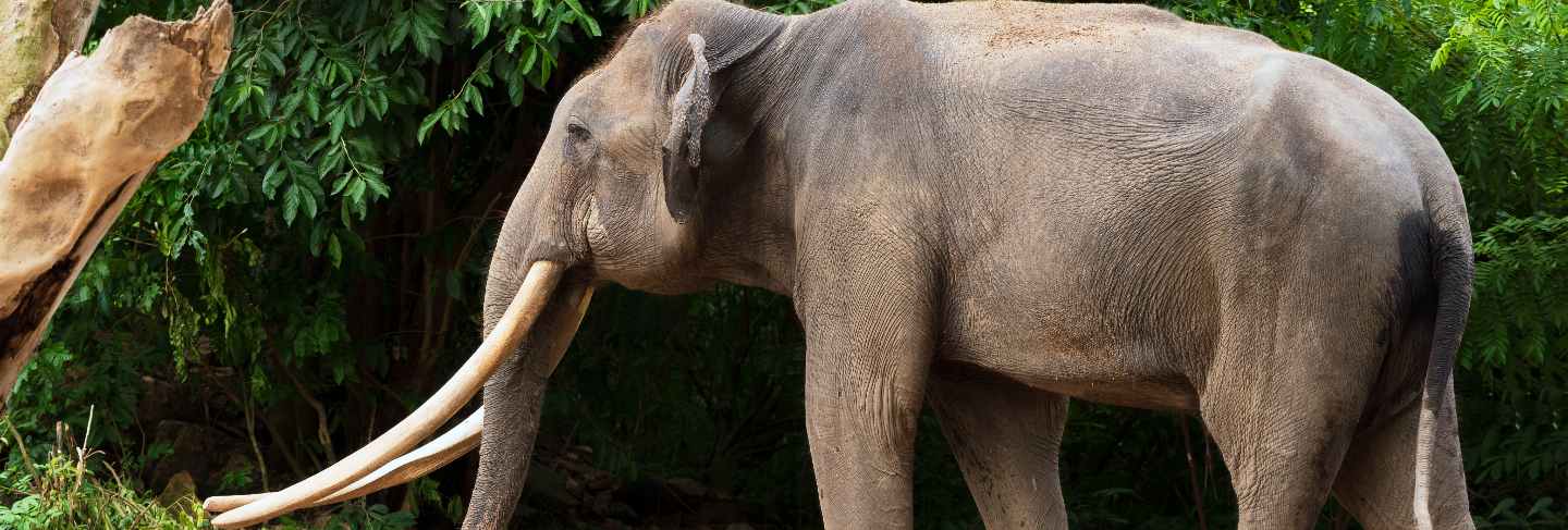 Indian elephant in forest