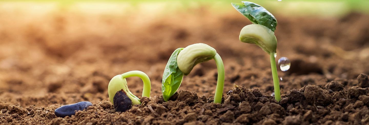 Hand of farmer watering to small beans in garden