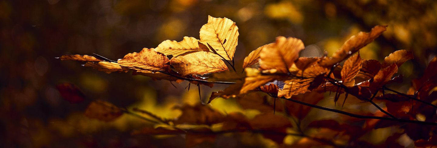 Closeup shot of beautiful golden leaves on a branch with a blurred background