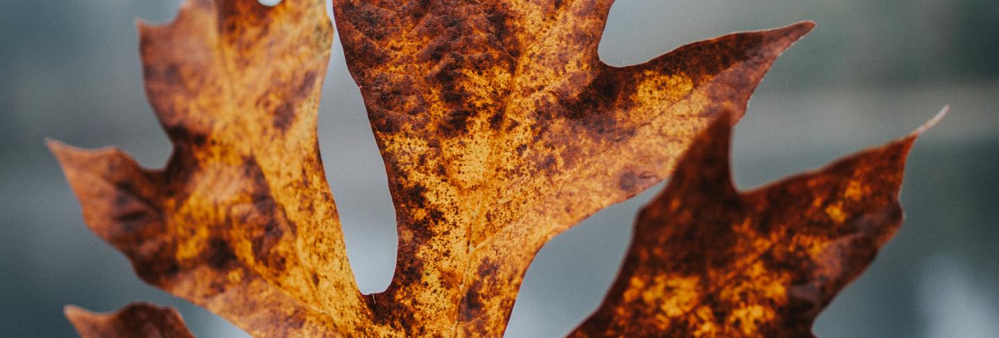 Beautiful closeup shot of a golden large autumn leaf with a blurred natural background