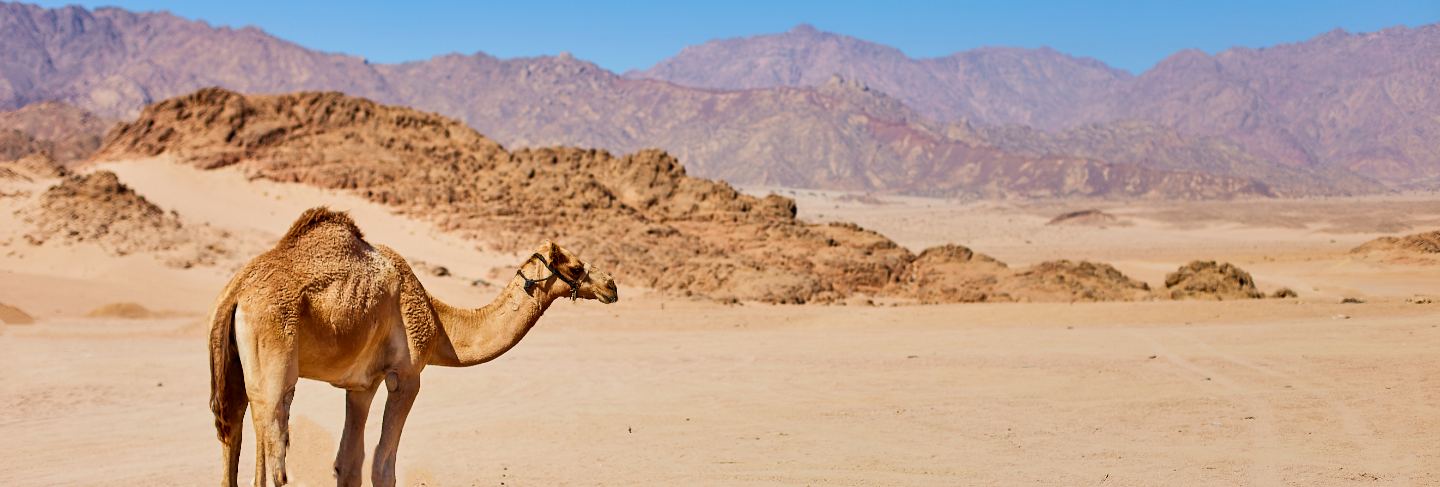 One camel stay on a desert land with blue sky on the background