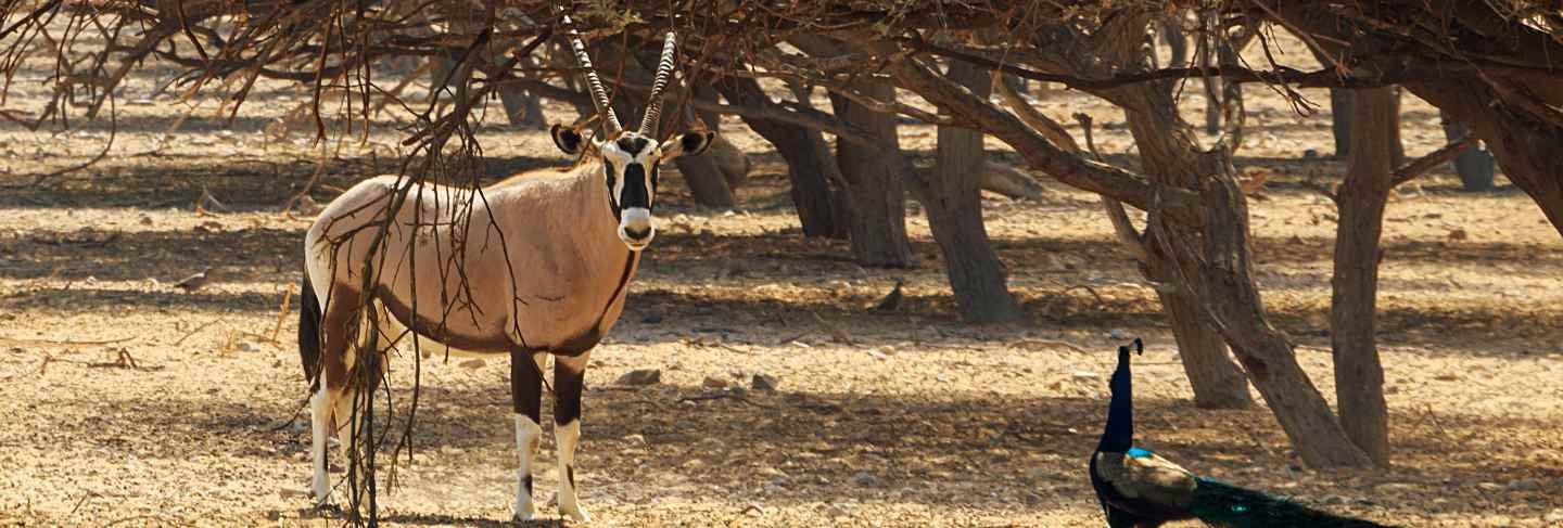 Arabian oryx or white oryx (oryx leucoryx) and peacock in reserve