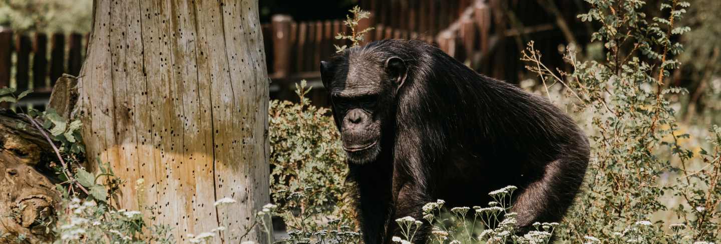 Mountain gorilla. forest national park in uganda