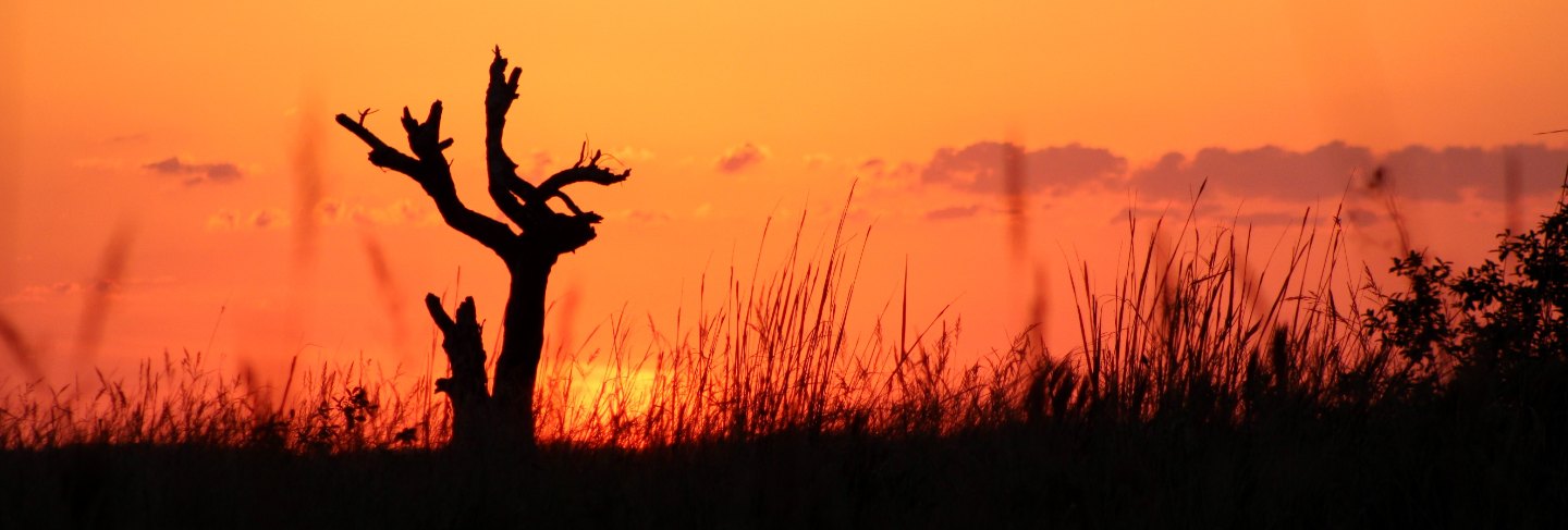 Dead tree silhouette in the grassland at sunset