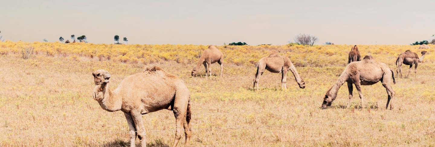 Beautiful picture of feral camels in Australia. wild camels and dromedaries are eating bush in the outback.