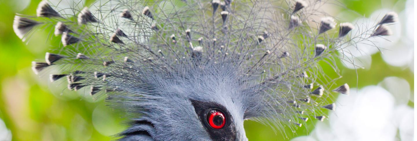 Victoria crowned pigeon (goura victoria) close up