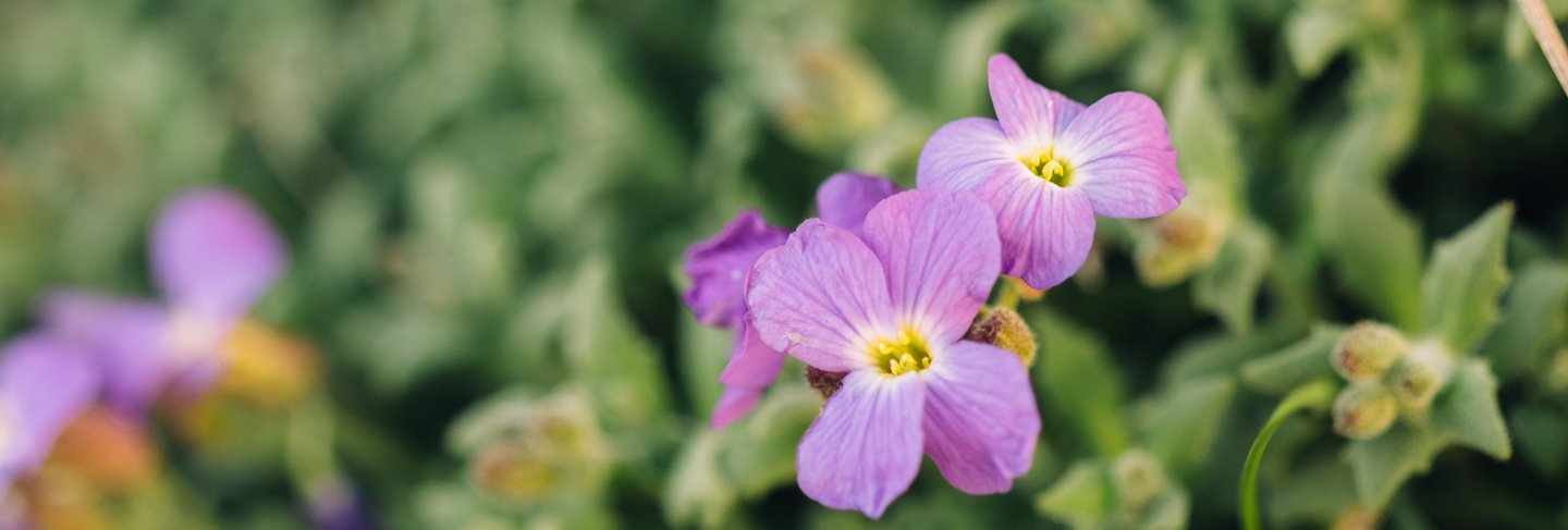 Close up bud of purple aubrietia
