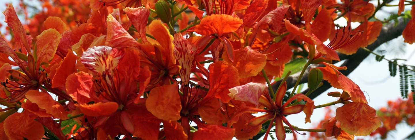 Red peacock flowers or caesalpinia pulcherrima flowers that are blooming in bright colors
