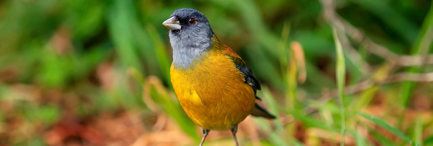 Bright colored patagonian sierra-finch bird, torres del paine national park, chile
