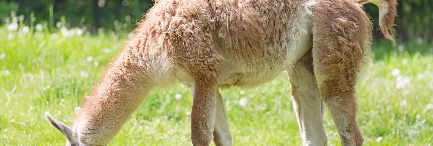 Close up portrait of grazing guanaco llama lama guanicoe on green grass