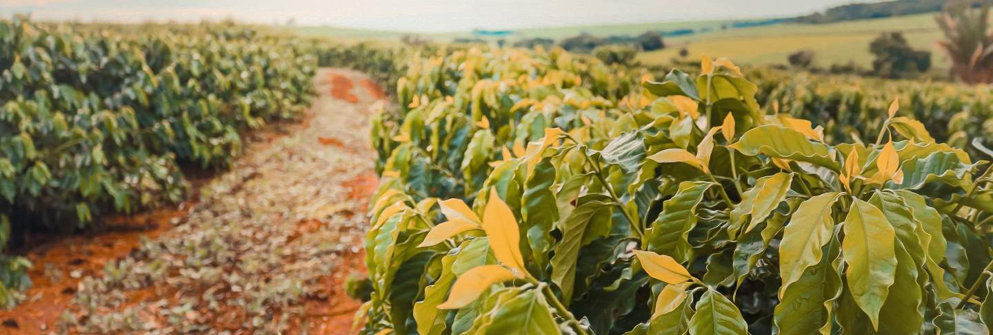 Coffee farm field