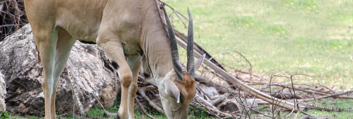 Male defassa waterbuck eating grass in garden