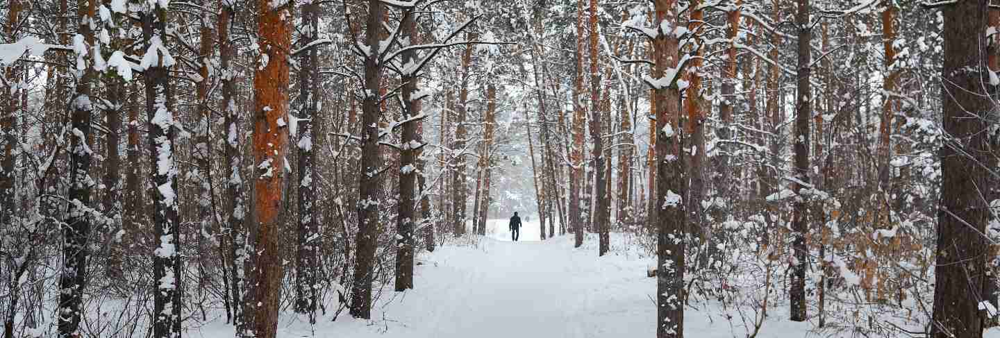 Road in the winter with snow-covered forest
