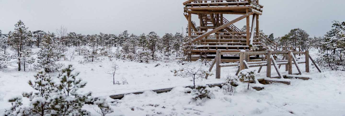 Snowy winter day at swamp. small swamp trees and watchtower.
