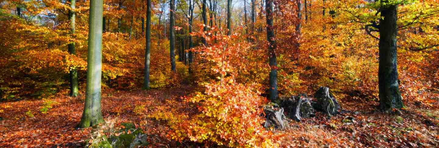 Trees on a hill 
