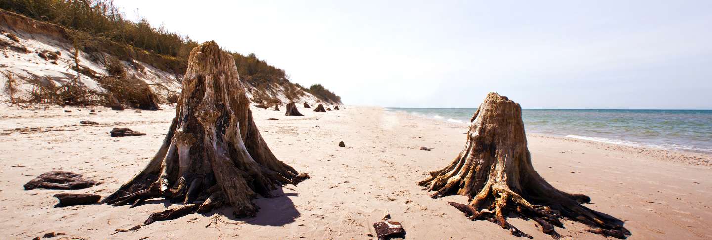 Dead tree trunks in slowinski national park
