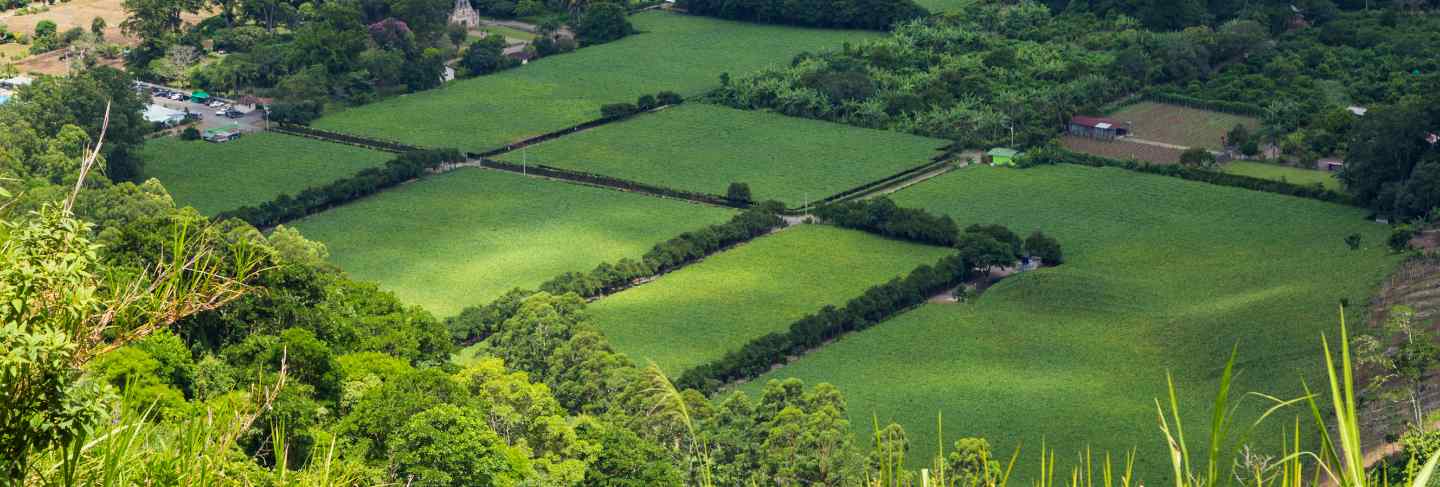 Beautiful green field of costa rican countryside
