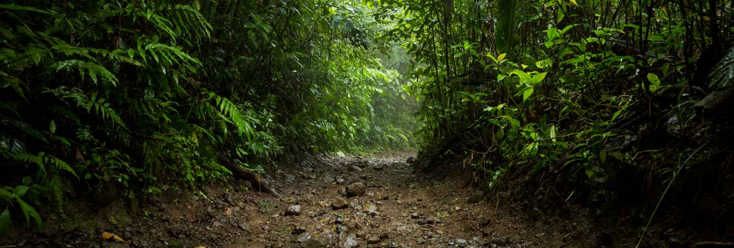 Pathway in rainforest during rainy season at costa rica
