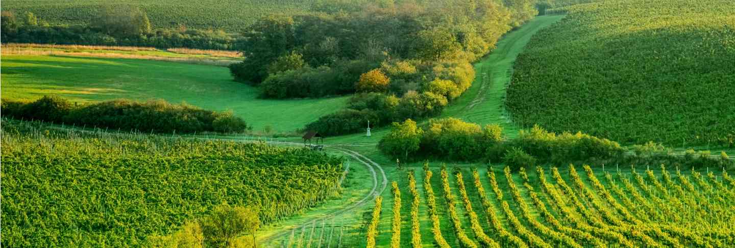 Sunshine grapes plantation
