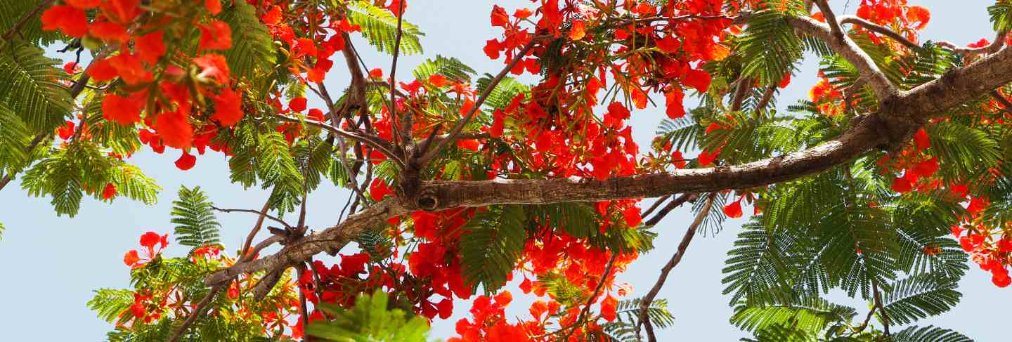 Red and pink flamboyant tree flower petals blooming in dominican republic
