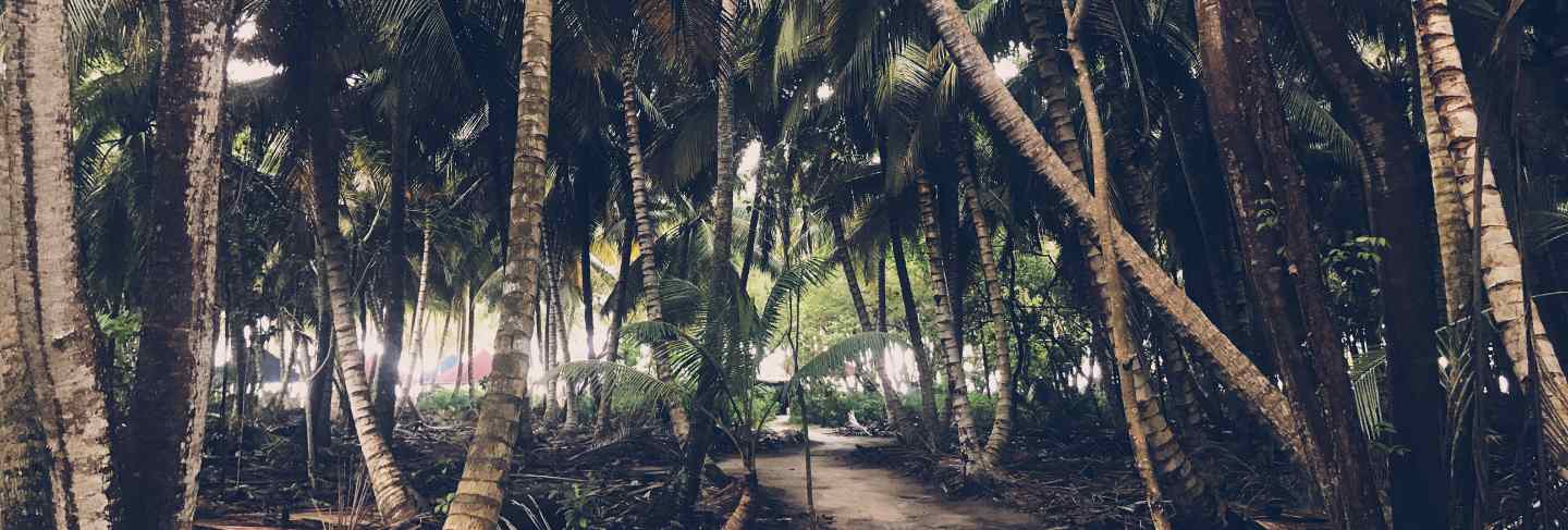 Palms grow side by side in the jungles
