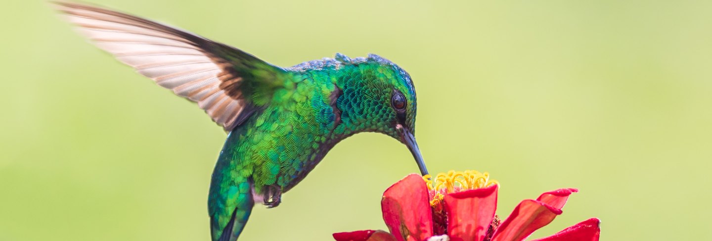 Symbiosis of the hummingbird and the flower
