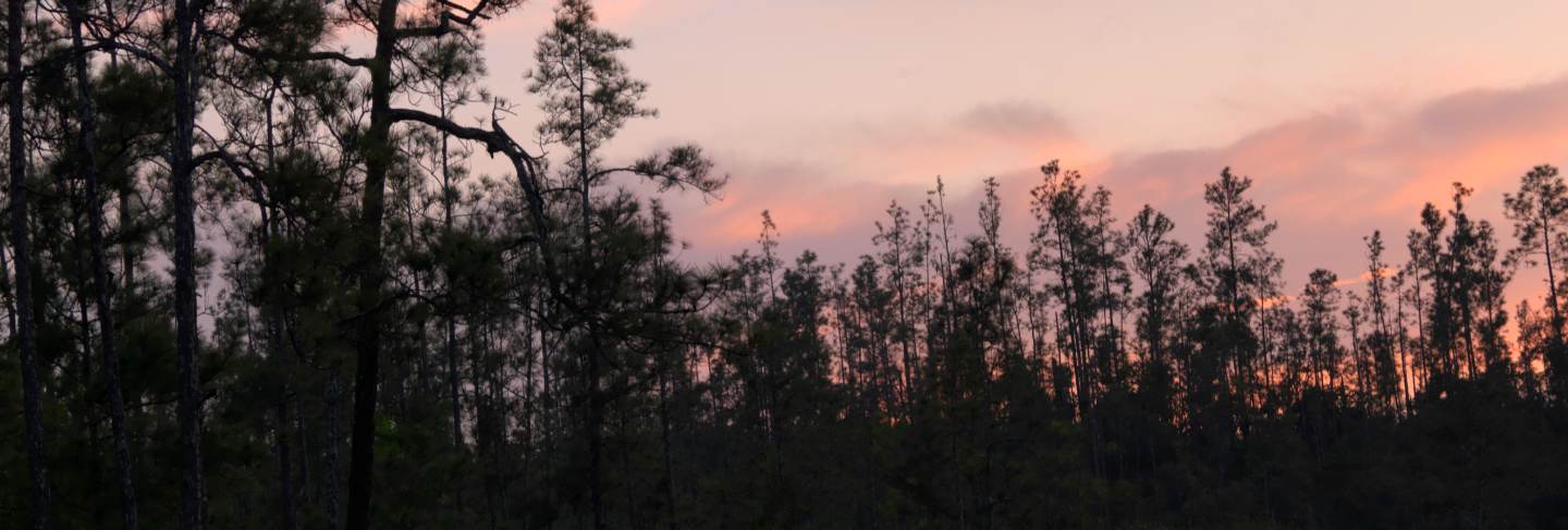 Mountain pine ridge reserve, tropical rainforest
