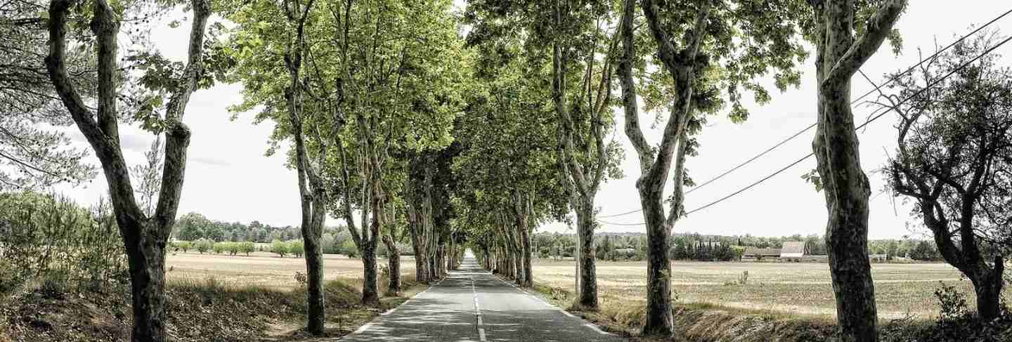 France mood trees avenue away tree route road
