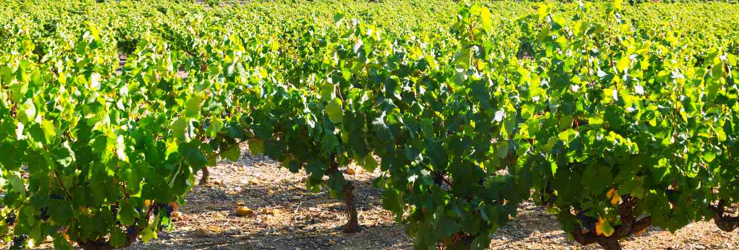 Vineyards plantation in sunny summer day
