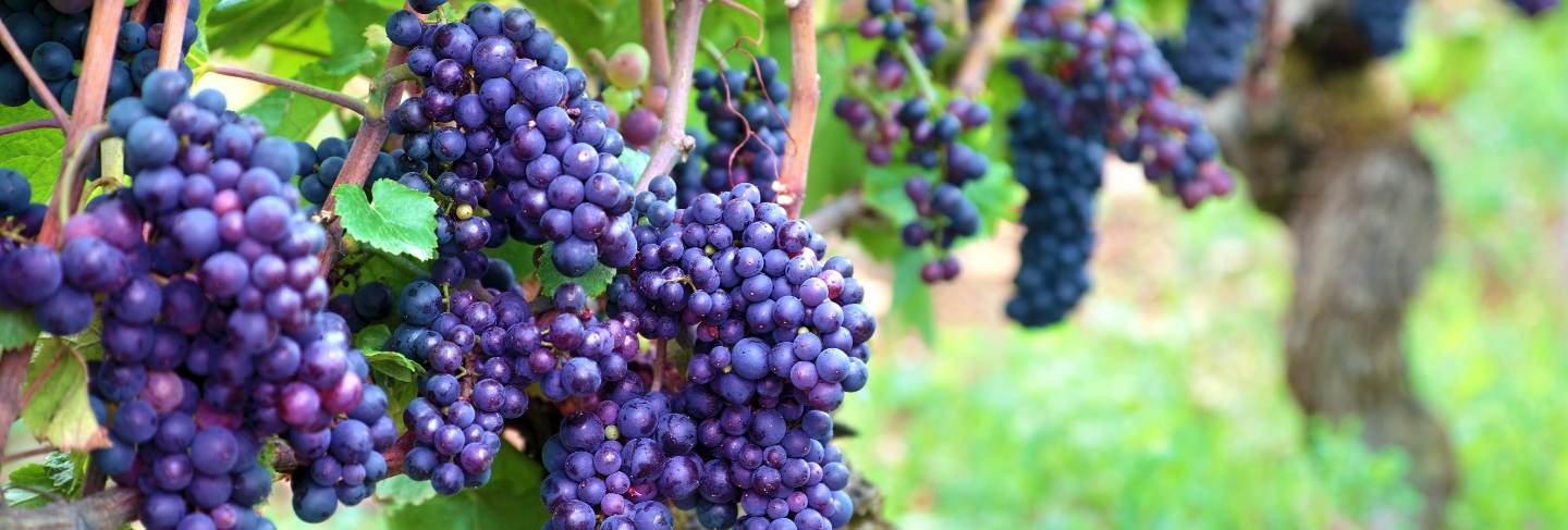 Bunches of grapes growing up in france's fields
