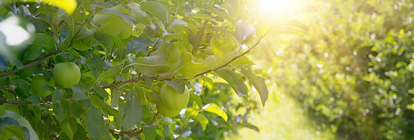 Apple trees
