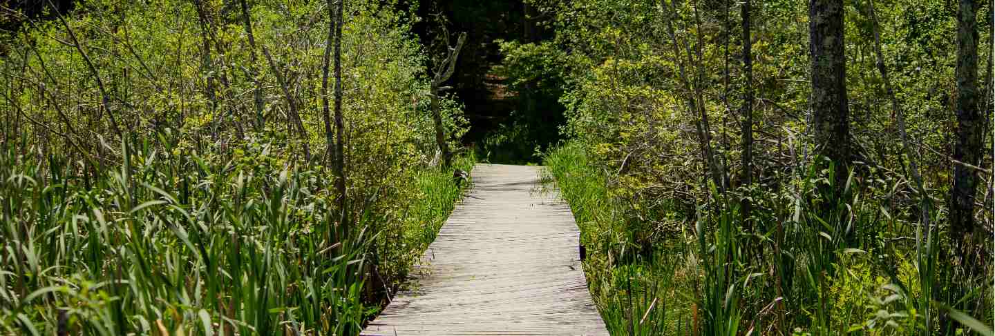 Elevated wooden pathway going through tall plants in the forest
