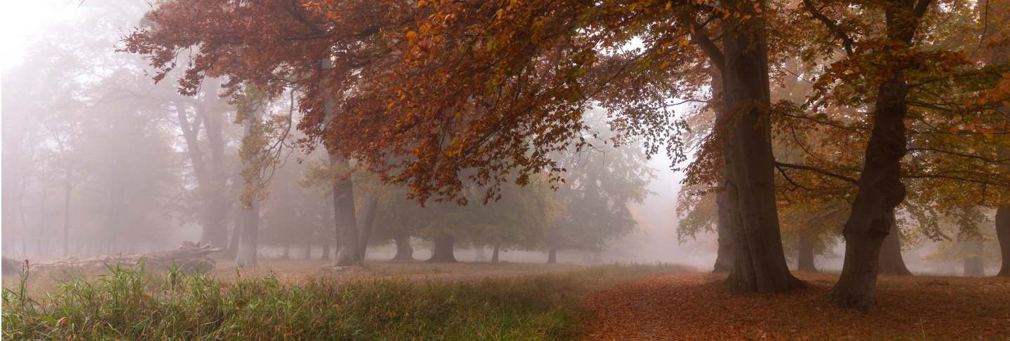 Small path in the fog. autumn colors on a misty morning, beautiful trees in the forest in denmark
