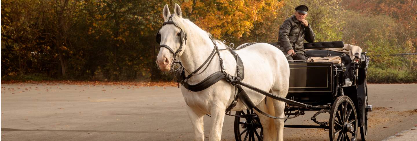 White horse with carriage, waiting for some tourists outside the red gate to jaegersborg dyrehave close to copenhagen
