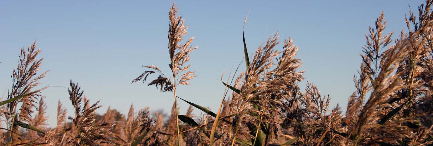 Field Of Straws
