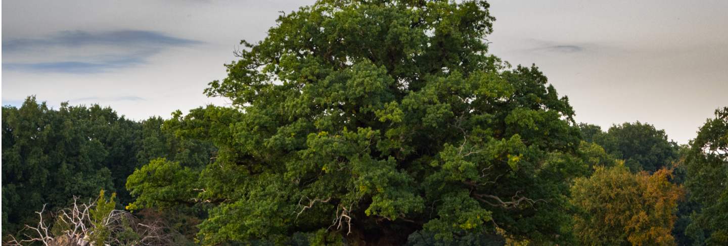 Big, old oak tree with a deer herd under, zealand
