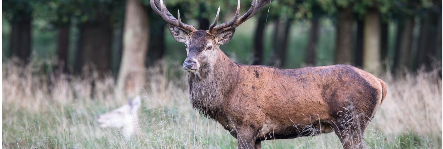 Red deer stag, cervus elaphus, with big antlers in hunting season, september
