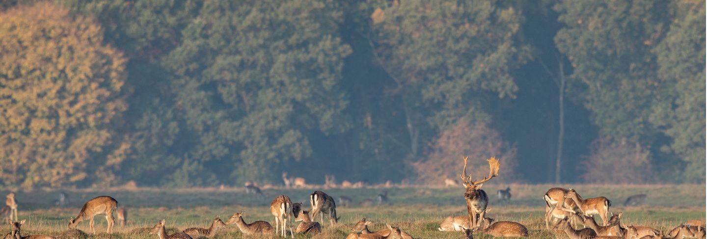 Fallow deer, dama dama, buck with his herd of does at the eremitageslottet in dyrehave, denmark.
