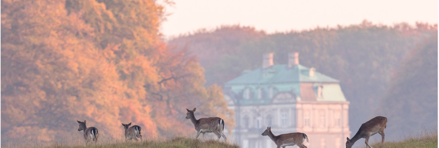 Fallow deer, dama dama, females and fawns crossing the dirt road in dyrehave, denmark
