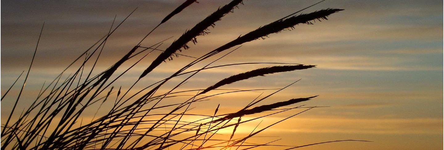 North sea   sky sun denmark grass dune
