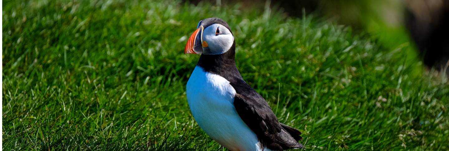 Close Up shot of an atlantic puffins birds standing in a grassy field