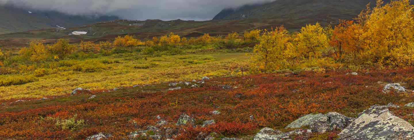 Autumn view of sarek national park, lapland, norrbotten county, sweden, near border of finland, sweden and norway. selective focus
